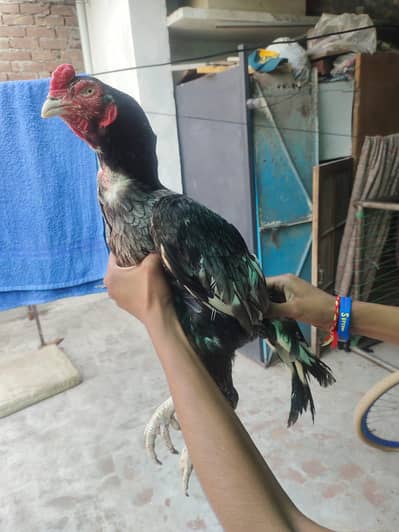 aseel murga for sell exchange with puer Thai aseel murga sa