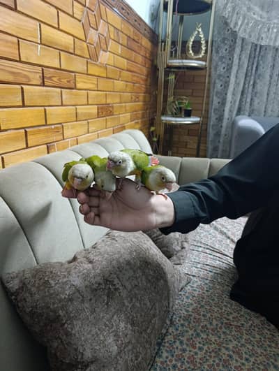 conure/cocktail