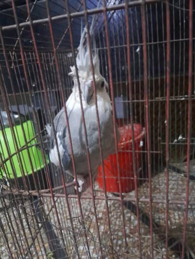 Malik