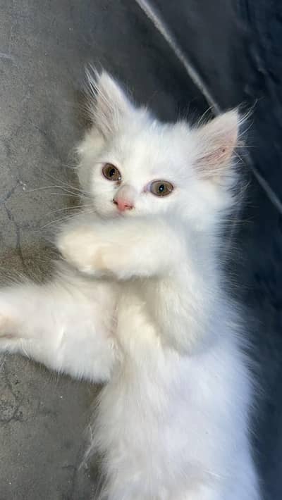 White 2 persian Male