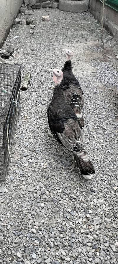 turkey hen
