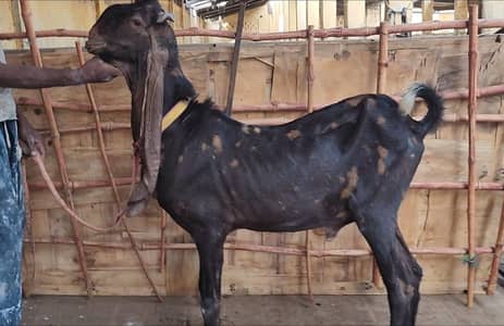 kanguri breeder Bakra for sale