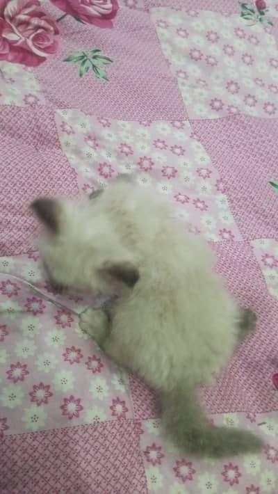 cat babies available for sale