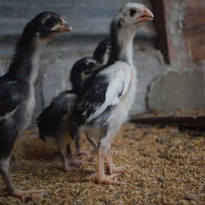 Aseel chick's Total 12 chick's 3 Are Full white other different colors