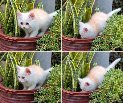 Fawn Color Persian Female cat 