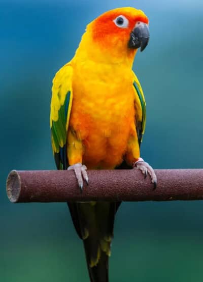 female Sun conour for sale not confirmed female