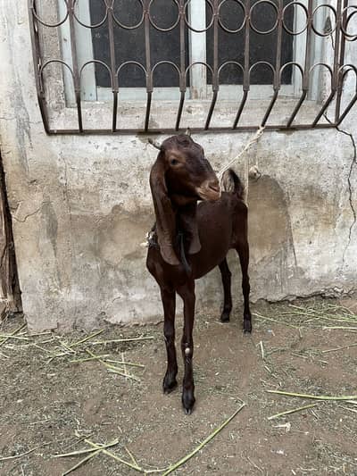 Bakri Bakra