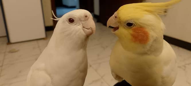 cocktails