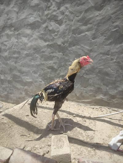 extra long hight mazboot bird