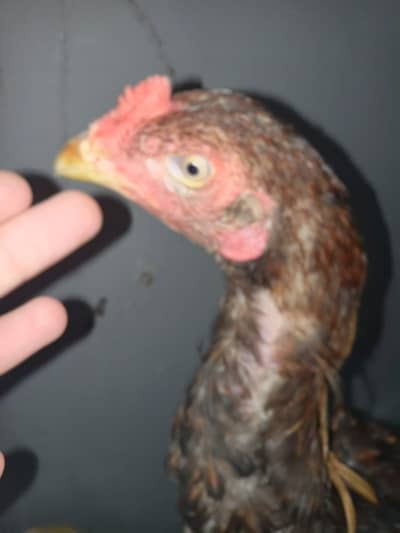 seriouse buyer rabata Karen urgent sale