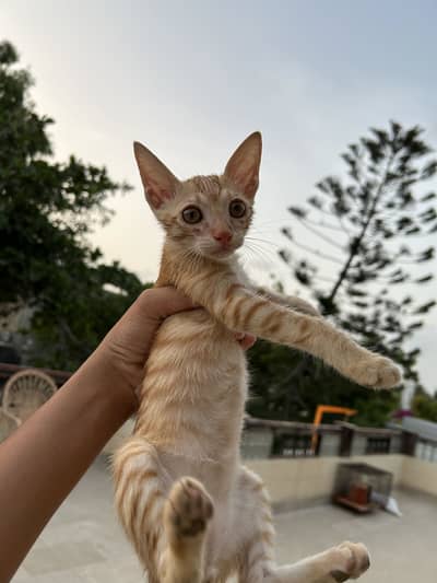 Rescued stray kitten for urgent adoption