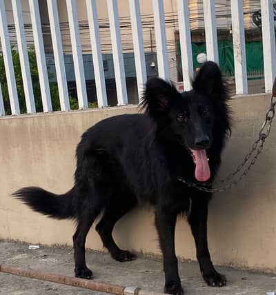 Black German shepherd long coat 7 months confirm age