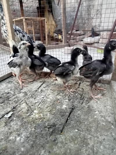 Burmi chicks