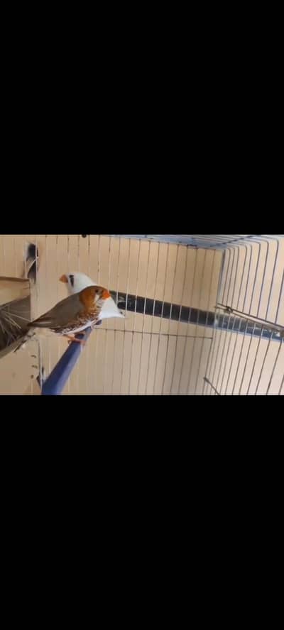 half orange pair  and half orange male with cfw exhibition size female