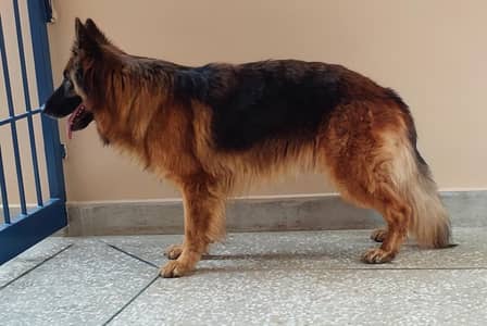 German shepherd Female 03134111831