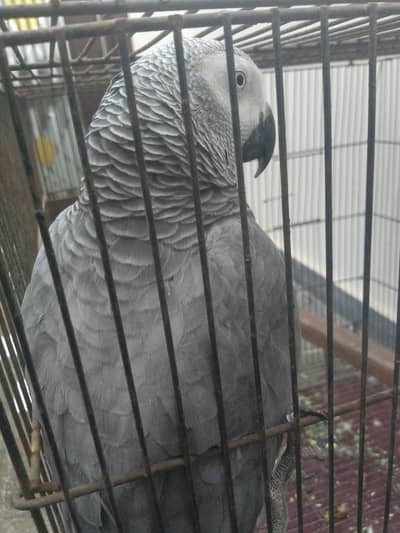Breedar female Gray parrot sale in Lahore