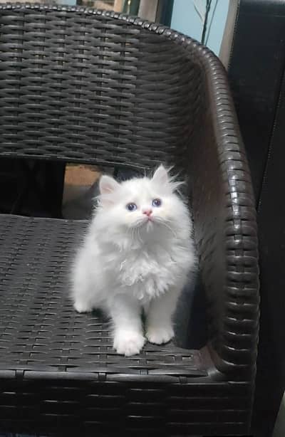 Persian cat for sale 2 month age Whatsapp no 03291198929