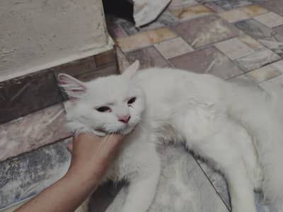 Persian cat male