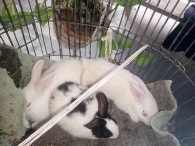 3 babies urgent sail