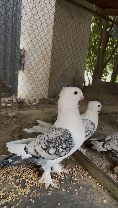 High Quality Satinette Pigeon Male - Full Breeder & Active