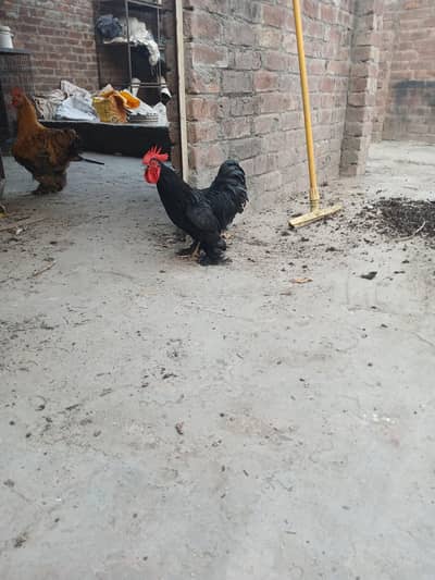 fency hen