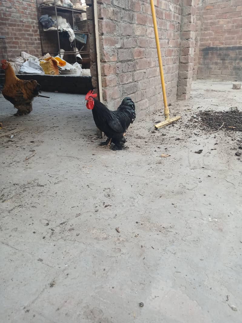 fency hen 1