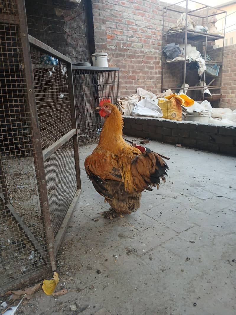 fency hen 2