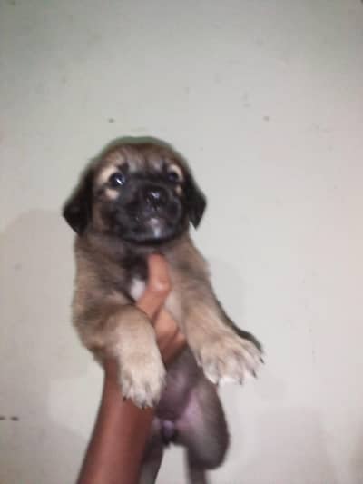 pug and German shepherd mix breed top quality aa ka mela lut lo