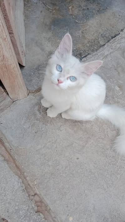 Meenu for sale
