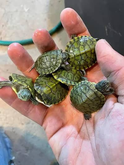 Turtles for sale 03137381622