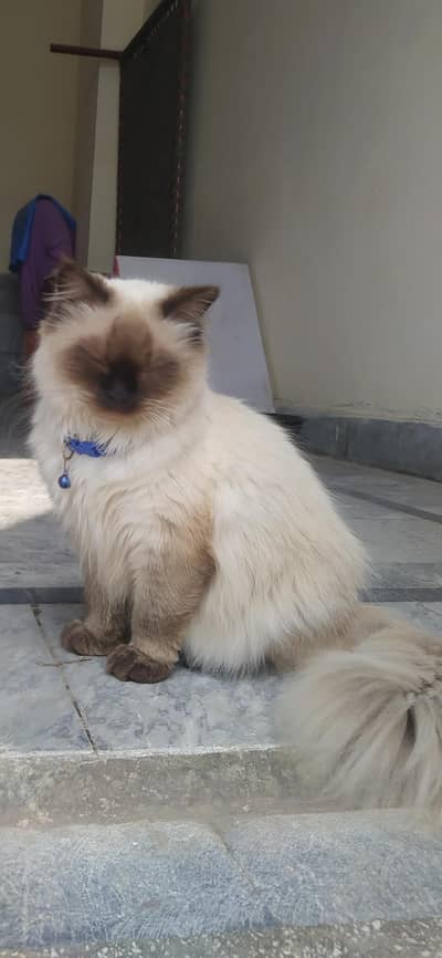 Siamese Cat