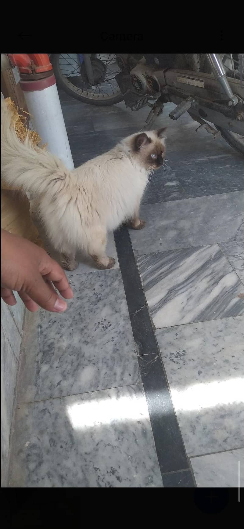 Siamese Cat 2