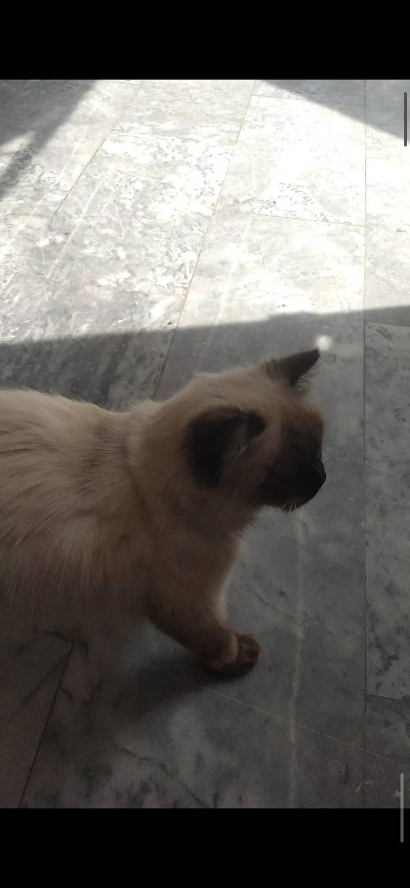 Siamese Cat 3