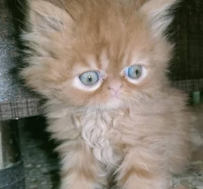 Persian kittens for sale