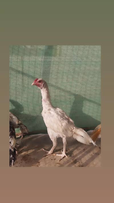 Aseel HEERA MALE Patha chick for sale | Hen for Sale | Heera Patha