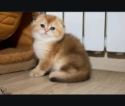 Scottish fold kittin for sell. 0325 7045886