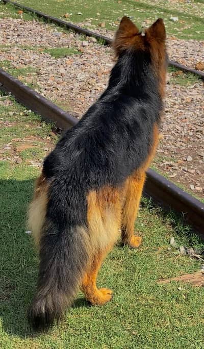 Long Coat German Shepherd