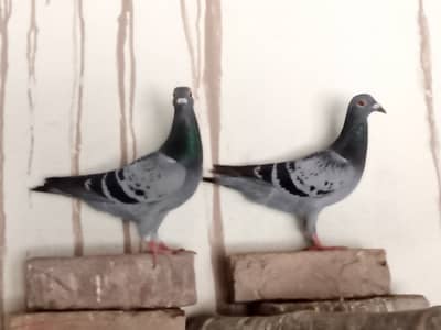 All pigeons for sale