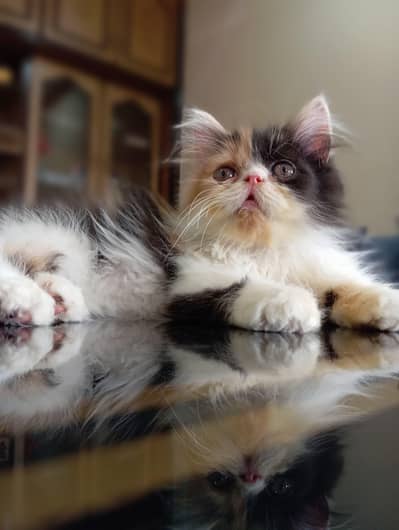 Near to peki kitten for sale