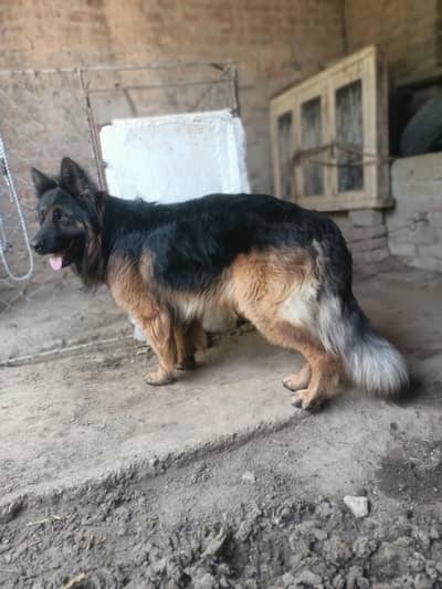 Long coat male for sale or exchange with female