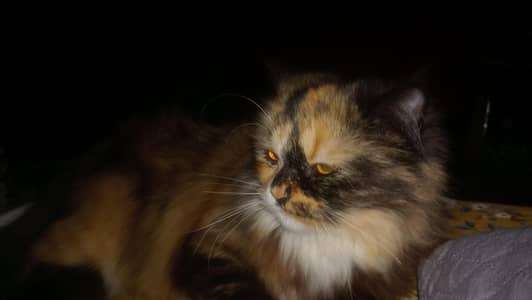 russian kitten