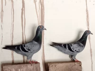 All pigeons for sale