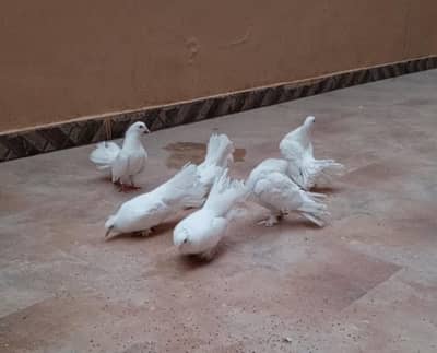 Indian fantail fancy pigeons breeder pair guaranteed