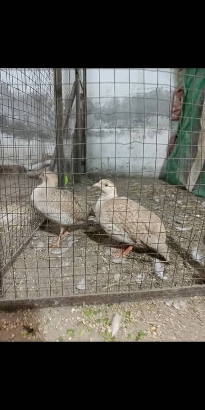 Teeter breeder pair