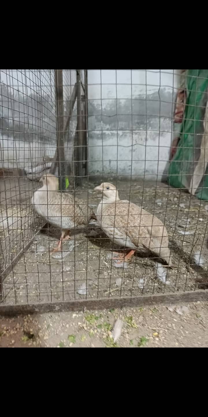 Teeter breeder pair 0