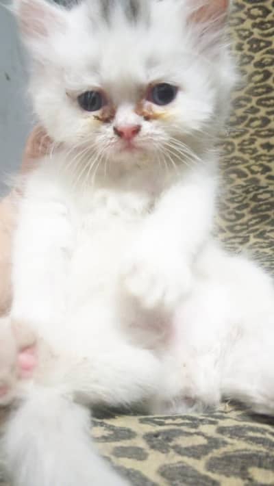 kitten cats male femal bhot achi ghar ke  cats jan