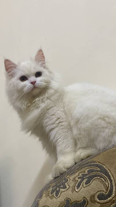 Persian cat for sale