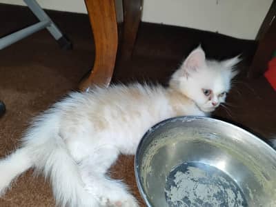 2 Female Persian Kitten