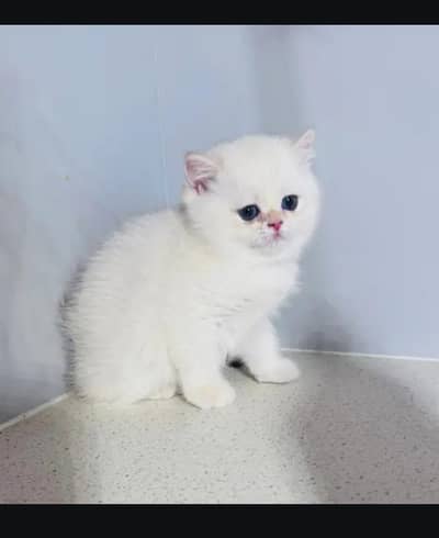 British and Scottish fold for sell. 0325 7045886