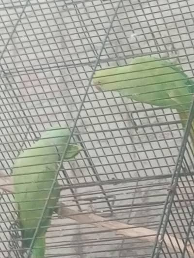 green parrot breeder pair 100 percent